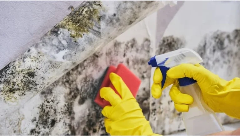 Mold Toxicity
