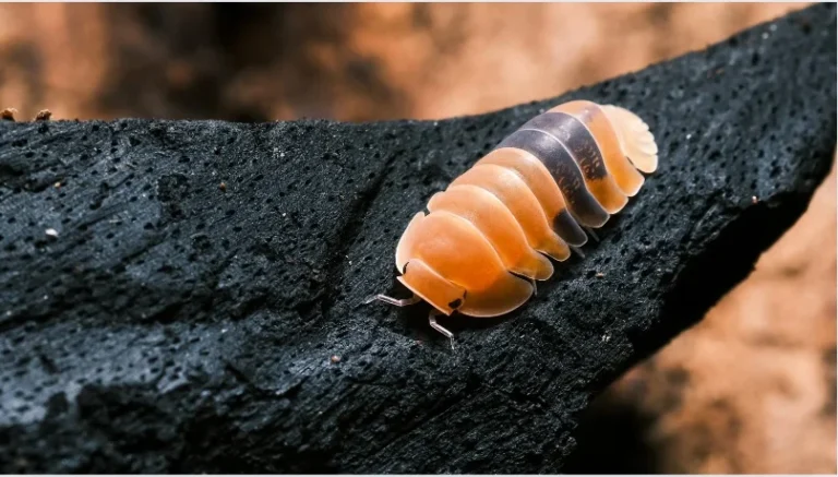 Rubber Ducky Isopod