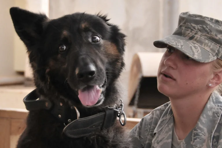 best dog breeds for psychiatric service dogs