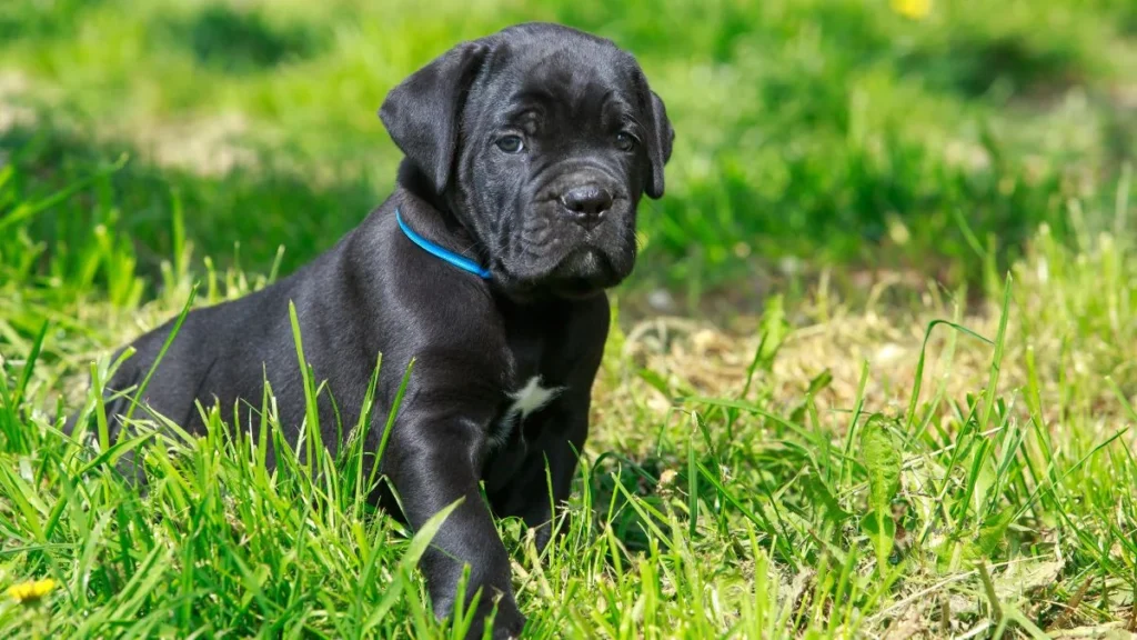 Black Cane Corso