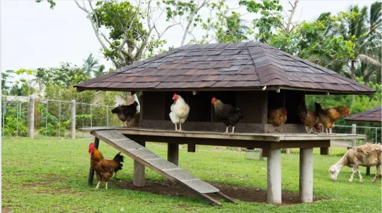 Chicken Tractors