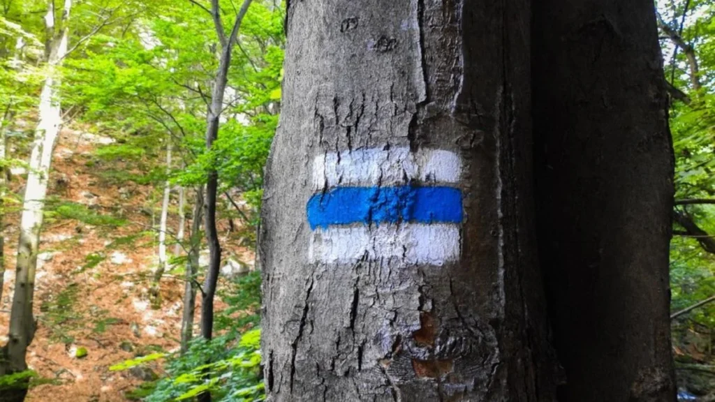 Tree Marking Paint