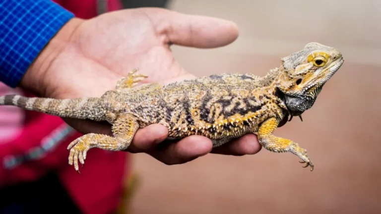 Gator Pets