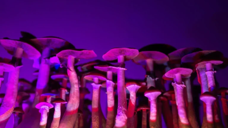 Shrooms Online