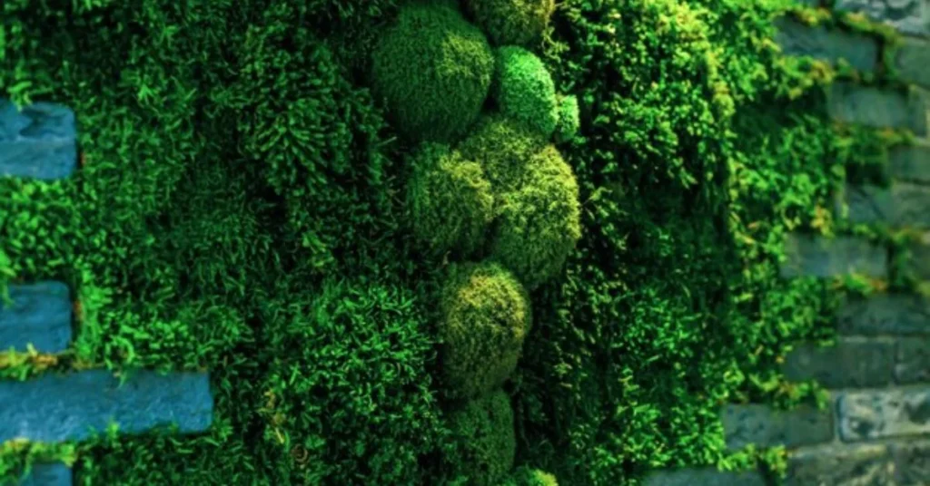 Moss Wall