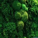 Moss Wall