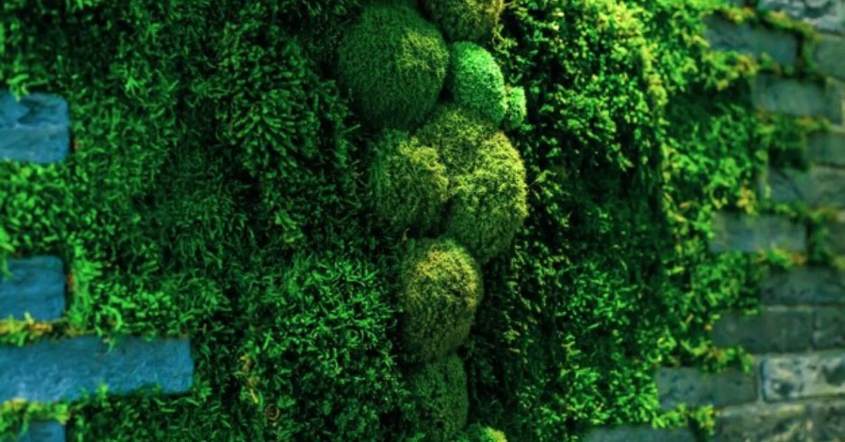 Moss Wall