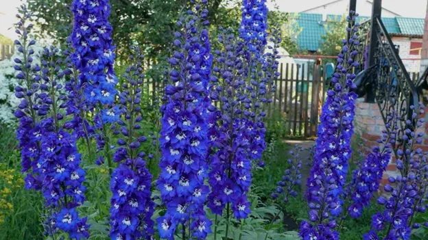 World's Largest Flowers