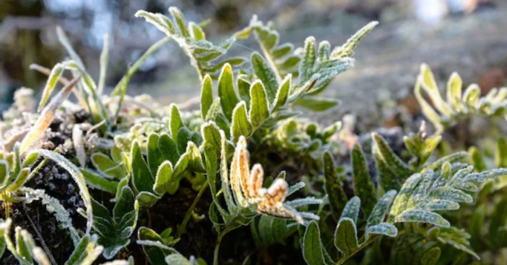 Snow Caps Weed