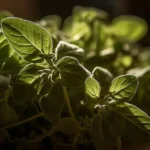 Cuban Oregano