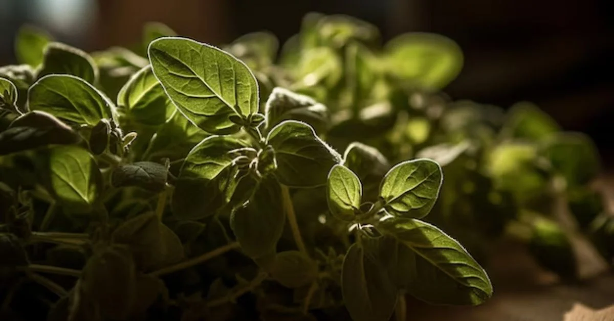 Cuban Oregano