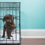 dog crate size chart