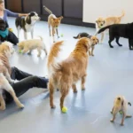 Doggie Daycare