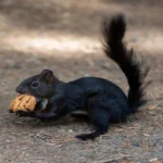 black squirrel