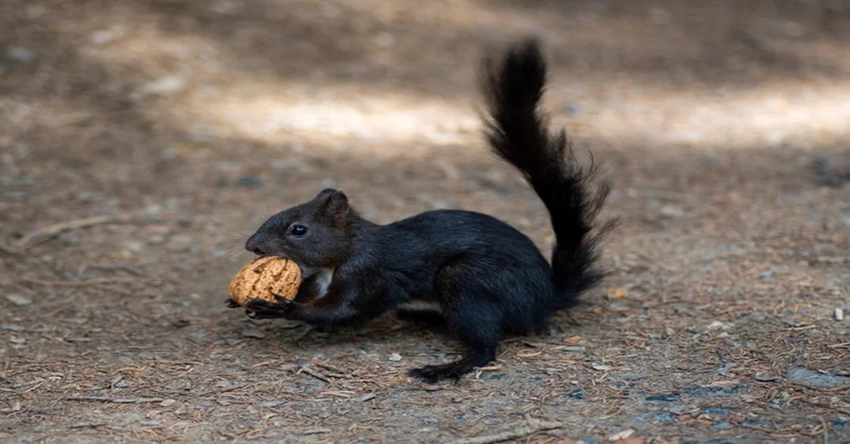 black squirrel