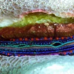 Abalone Shell