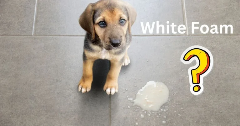 Dog Vomit