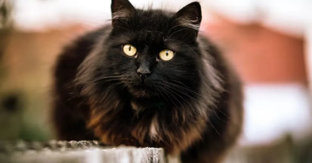 Black Maine Coon
