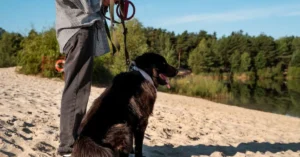 The Hanging Tree Dog is a modern American working breed, developed in the late 20th century to meet the demands of ranchers handling tough cattle in harsh environments.