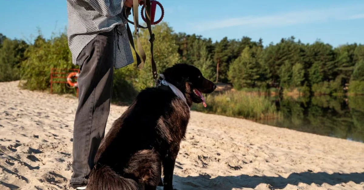 The Hanging Tree Dog is a modern American working breed, developed in the late 20th century to meet the demands of ranchers handling tough cattle in harsh environments.