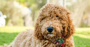 The Mini Golden is not a purebred dog but a purposeful hybrid, developed over the last two decades in response to a demand for smaller dogs with the demeanor of larger, family-oriented breeds.