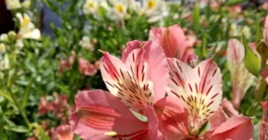 Alstroemeria belongs to the family Alstroemeriaceae, and its genus includes over 50 species. These are herbaceous perennials, which means they live for multiple years, typically dying back in winter and re-emerging each spring.