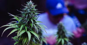 If you've arrived here after searching "5StarsStocks.com cannabis," your interest likely intersects with two powerful and emerging trends: the growth of legal cannabis markets,