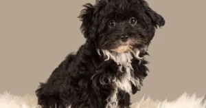 Each has its own pros and cons, but Micro Bernedoodles tend to be calmer and more emotionally attuned—an ideal choice for quieter homes or older families.