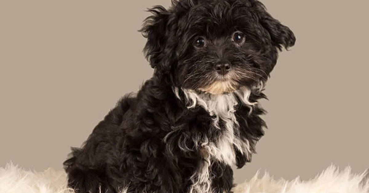 Each has its own pros and cons, but Micro Bernedoodles tend to be calmer and more emotionally attuned—an ideal choice for quieter homes or older families.