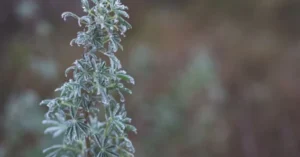 Sub Zero Strain is a hybrid cannabis strain known for its high potency and well-balanced effects that blend mental clarity with physical calm.