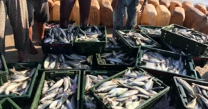 Ramnagar Fish Market is a bustling local seafood marketplace located in a semi-urban coastal or riverine town known for its fish trade.