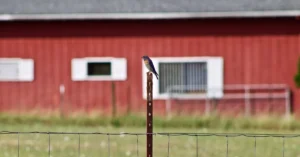Pole Barn Pole