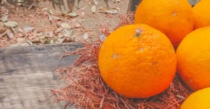 Rough Orange
